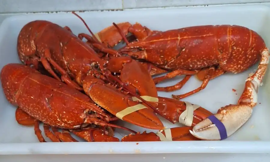 Gastronomía Don Pepe