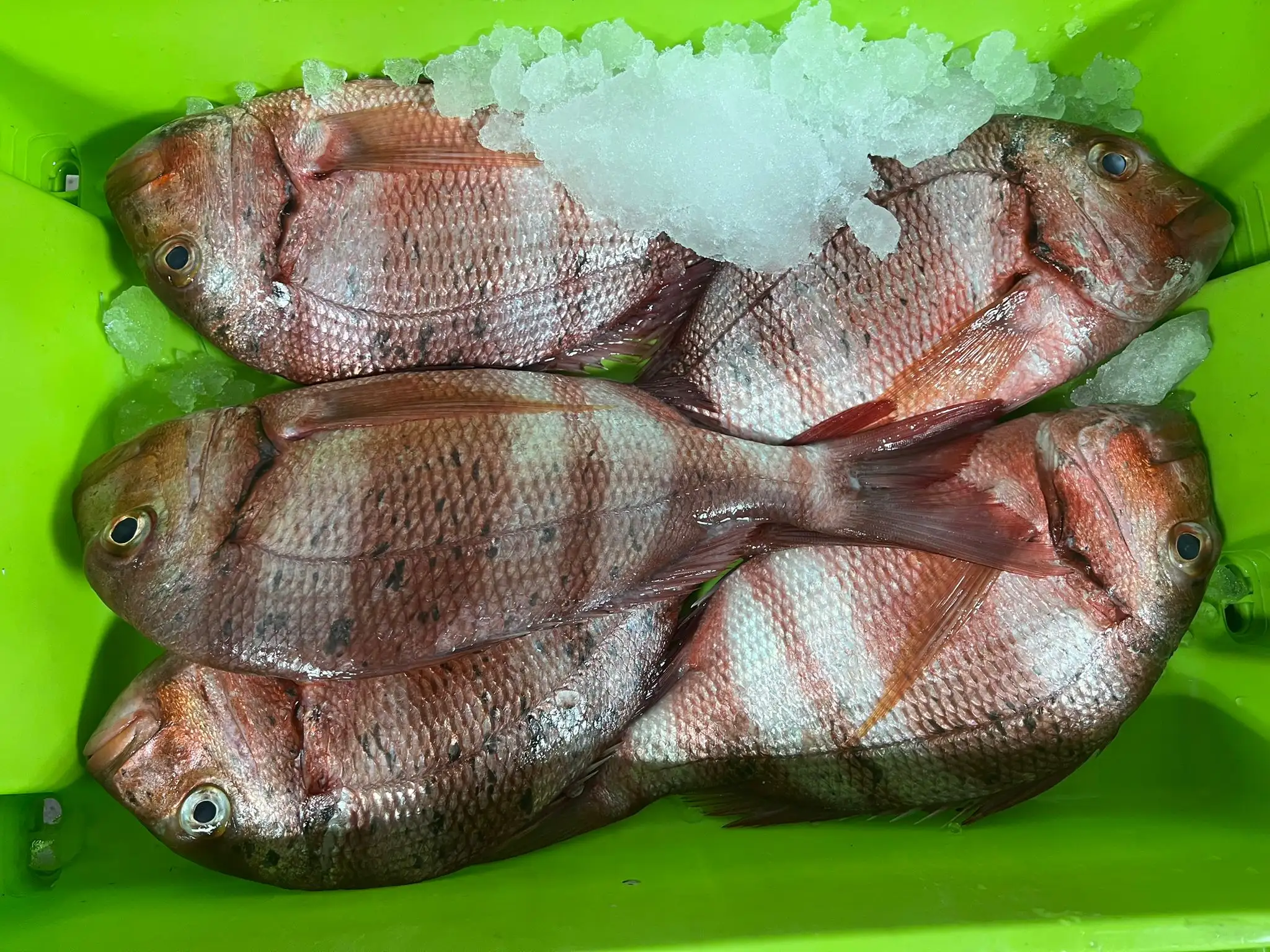 Gastronomía Don Pepe