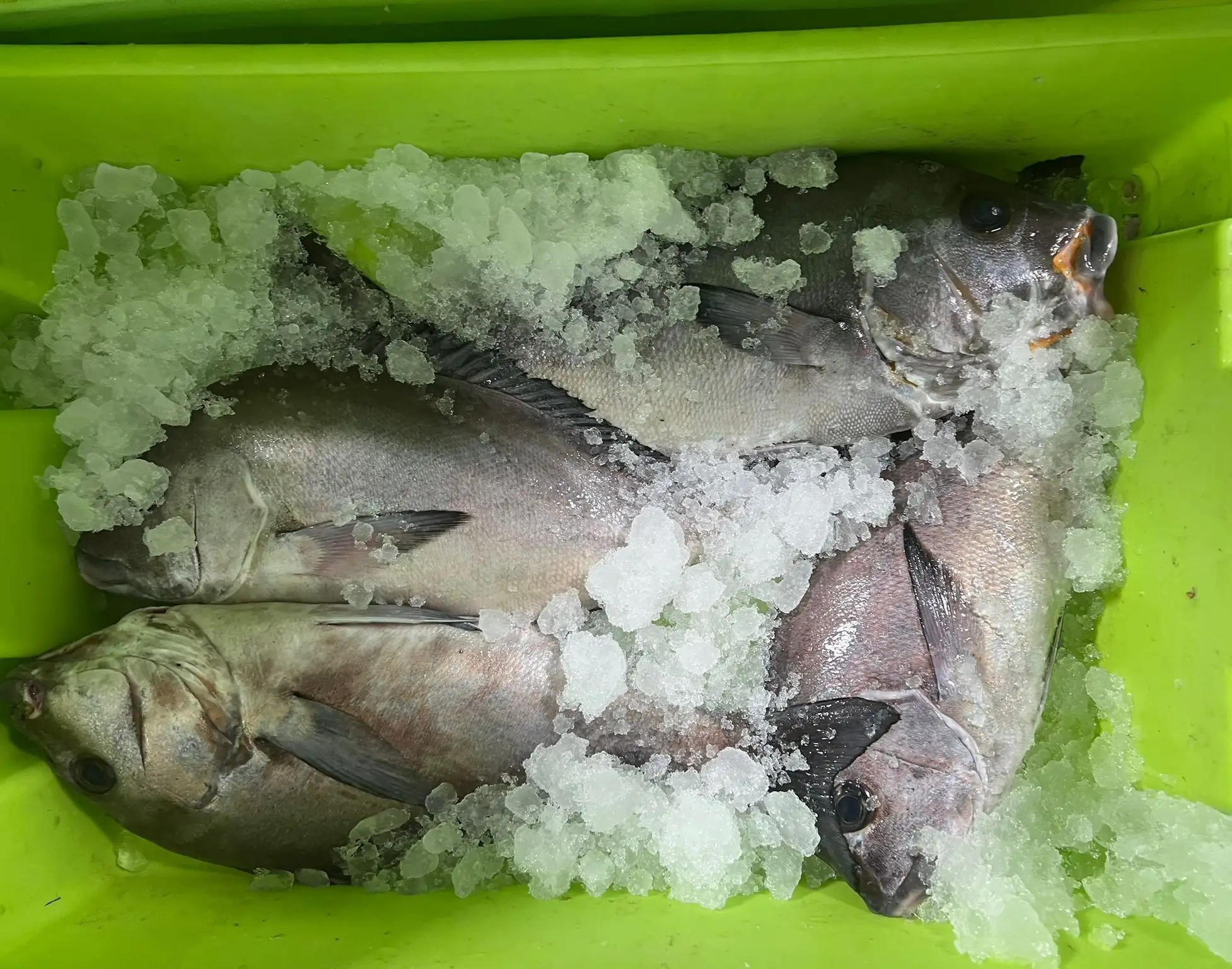 Gastronomía Don Pepe