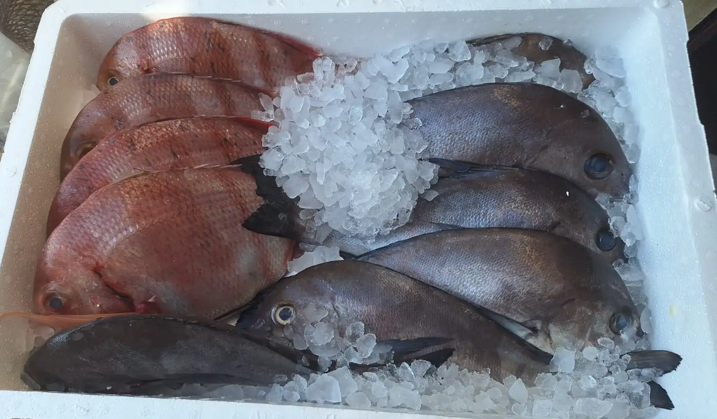 Gastronomía Don Pepe