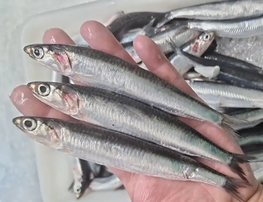 Gastronomía Don Pepe